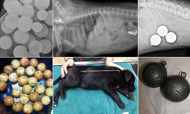 Options for Veterinary Treatment and Prevention Strategies