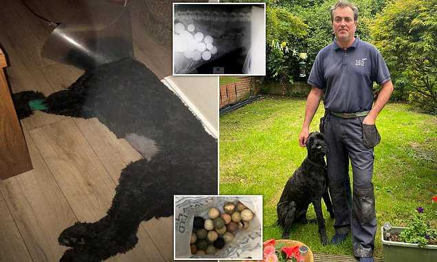 Potential Health Risks Associated with Ingesting a Sphere Used in Sports